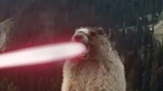 THE LASER SCREAMING MARMOT [upl. by Tamas]