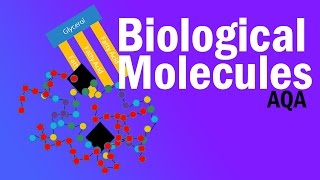 BIOLOGICAL MOLECULES  Detailed AQA Alevel Revision [upl. by Annoirb]