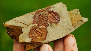 Finding 400500 Million Year Old Trilobite Fossils in Georgia The Oldest Fossils I Have Ever Found [upl. by Durst]