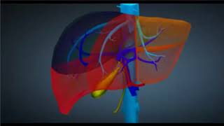 La segmentation hépatique [upl. by Johannessen]