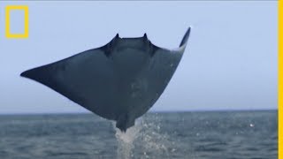 El banco de MANTARRAYAS más numeroso jamás filmado  National Geographic en Español [upl. by Ahsiemak]