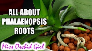 Understanding Phalaenopsis Orchid roots  All you should know [upl. by Daniela]