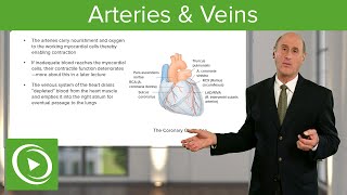 Arteries amp Veins – Cardiology  Lecturio [upl. by Kathlene]