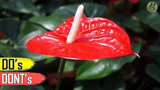 ANTHURIUM PLANT CARE TIPS – INDOOR FLOWERING PLANT [upl. by Filberte38]