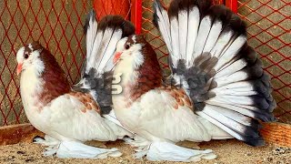 Fantail Pigeon amp Best Breeding beautiful fancy pigeons  fancy pigeon loft amp fancy pigeon farm [upl. by Ferne981]