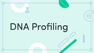 Y1112 Biology DNA Profiling [upl. by Idoj]