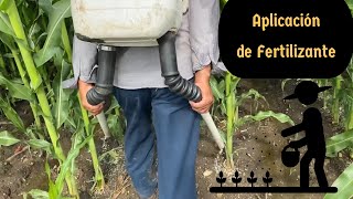 Aplicación de fertilizante al cultivo de maíz  Fertilizando con fuente de nitrógeno en el campo [upl. by Lanford]