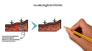 O ciclo do fósforo [upl. by Golding]