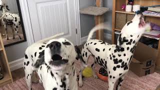 Barking Dalmatians [upl. by Mat363]