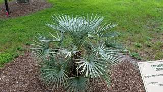 Chamaerops humilis quotceriferaquot  The Silver Mediterranean Fan Palm from Morocco [upl. by Casteel]