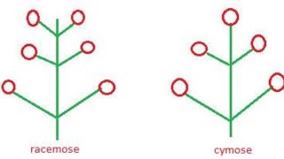 Inflorescence Racemose and cymose [upl. by Rehtaeh]