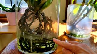 Water culture growing method for orchidsthe basics [upl. by Dnalyr]