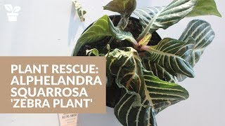 Plant Rescue Zebra Plant  Alphelandra squarrosa [upl. by Alliscirp48]