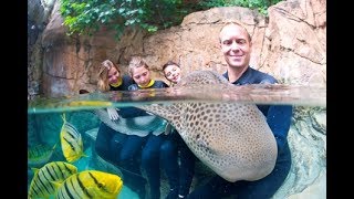 Discovery Cove Shark Swim  SeaWorld Orlando [upl. by Shantee]