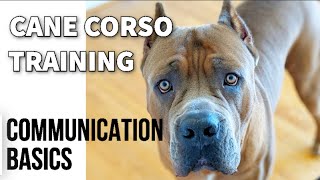 Cane Corso Training Tips COMMUNICATION BASICS [upl. by Arten]