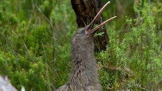 Amazing footage of a wild kiwi call in daylight  never before filmed [upl. by Dnaltiac]