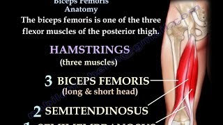 Biceps Femoris Anatomy Hamstrings  Everything You Need To Know  Dr Nabil Ebraheim [upl. by Viking]