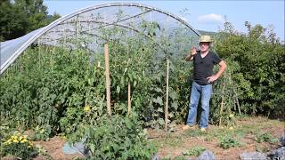 Le Potager du Paresseux  tomates  comment mieux maîtriser le mildiou sans traiter 24 août 2017 [upl. by Aikar]