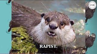 StirrED EP3 Otter Rape [upl. by Novaat]