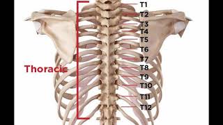 Two Minutes of Anatomy Thoracic Spine [upl. by Elamrej325]