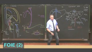 Anatomie du foie 2 Abdomen 5 [upl. by Keefe]