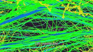 Plant Primary Cell Wall 3D Illustration [upl. by Kimura]