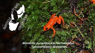 Golden Mantella Mantella aurantiaca at Torotorofotsy Wetlands [upl. by Arinayed]