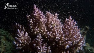 Unlocking the secrets of coral spawning  Natural History Museum [upl. by Ellecrad]