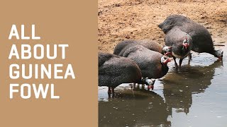 All About GUINEA FOWL [upl. by Ogawa]