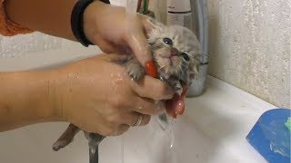 First bath and Feeding a weak street kitten  Whole story [upl. by Ydaf448]