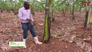 Seeds of Gold Managing your banana plantation [upl. by Lrac]